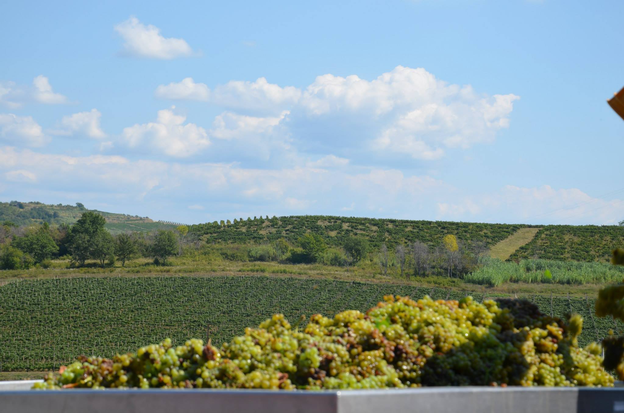 Vinarija Veralda - vinogradi