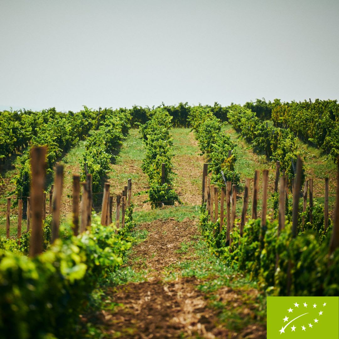 Vinarija Veralda - vinograd