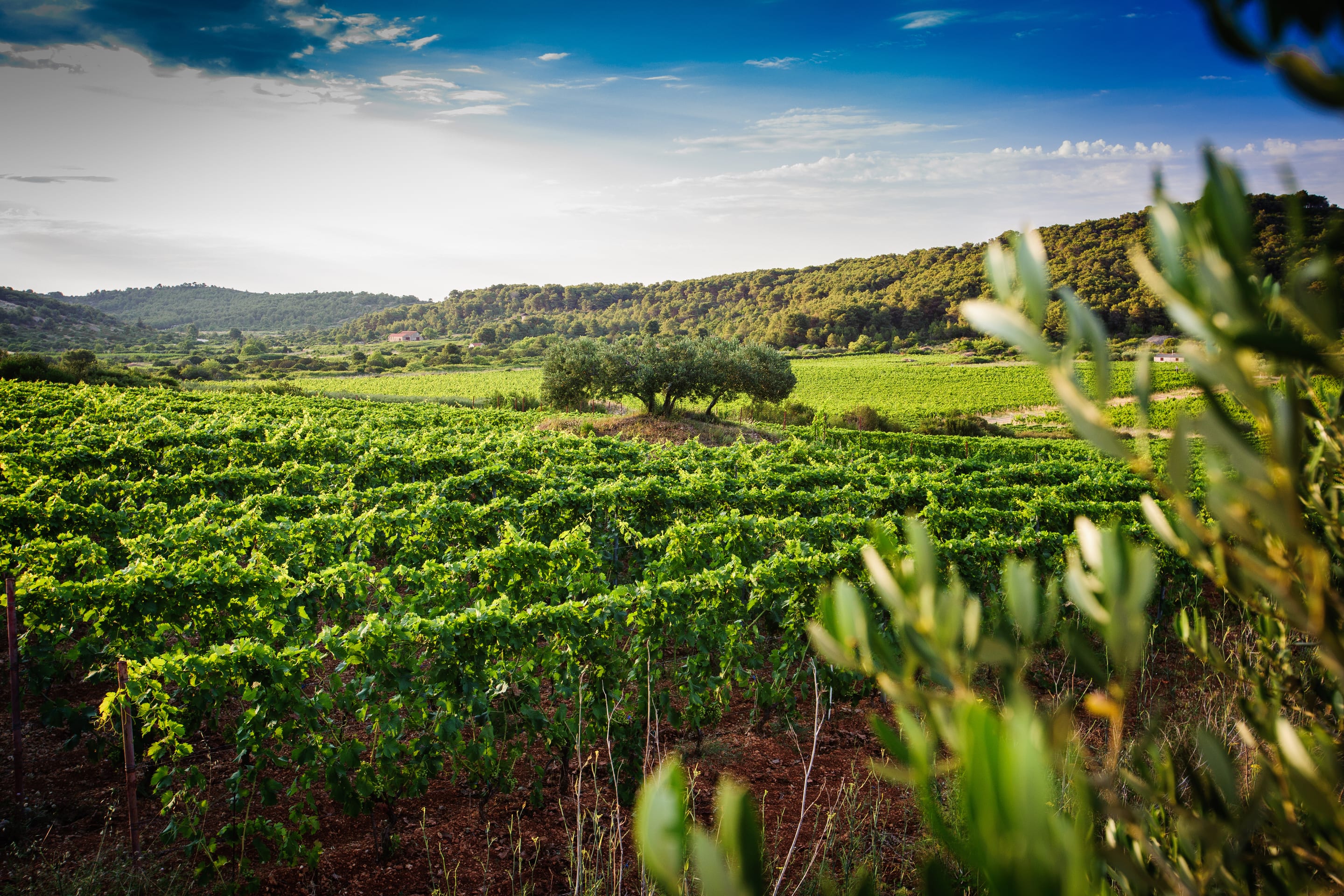 Vinarija Lipanovic prekrasan vinograd