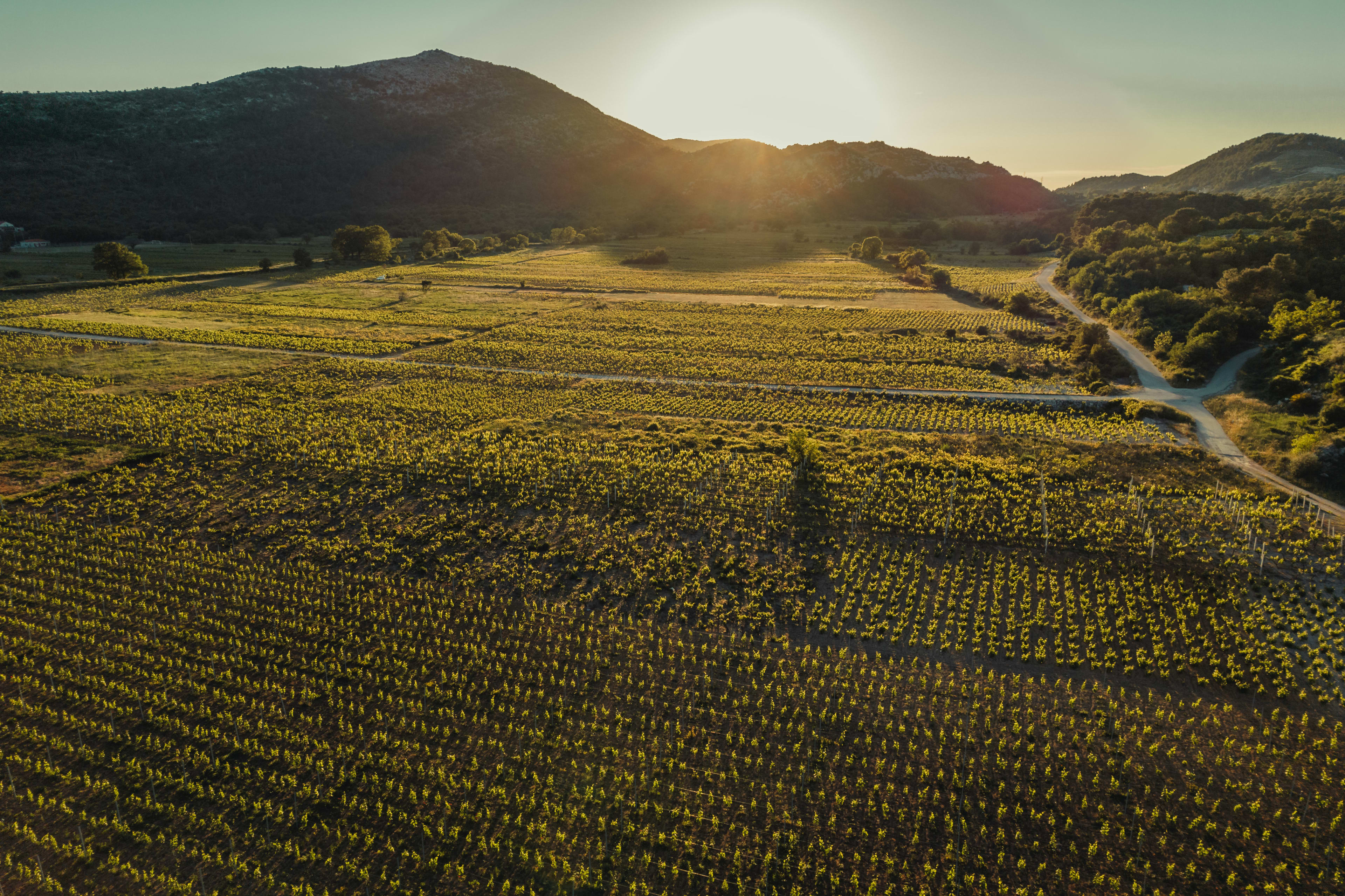Vinarija Madirazza zalazak sunca u vinogradu