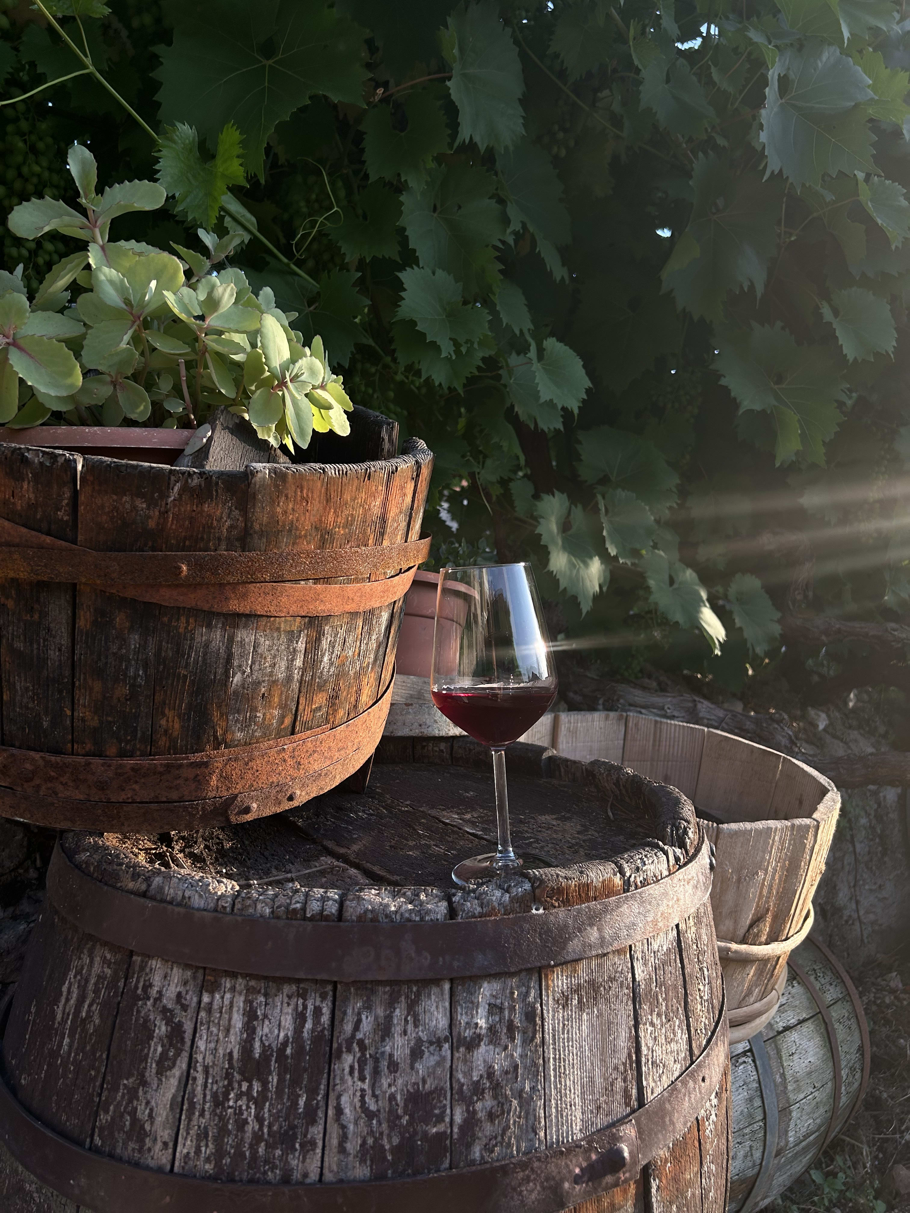 Vinarija Ventus bukara