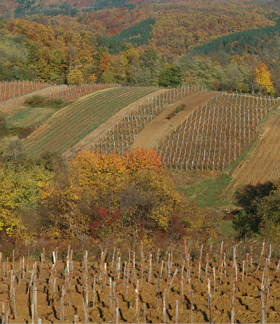 Hero image for Krauthaker Winery winery