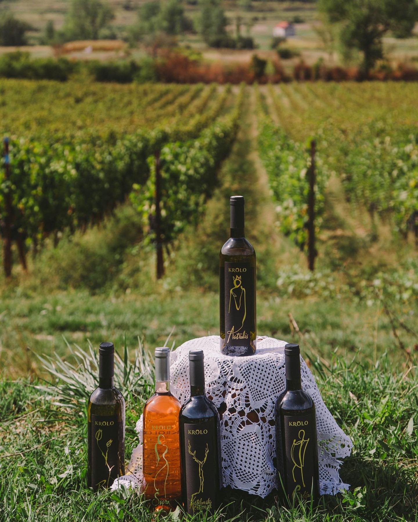 Krolo vina u vinogradu
