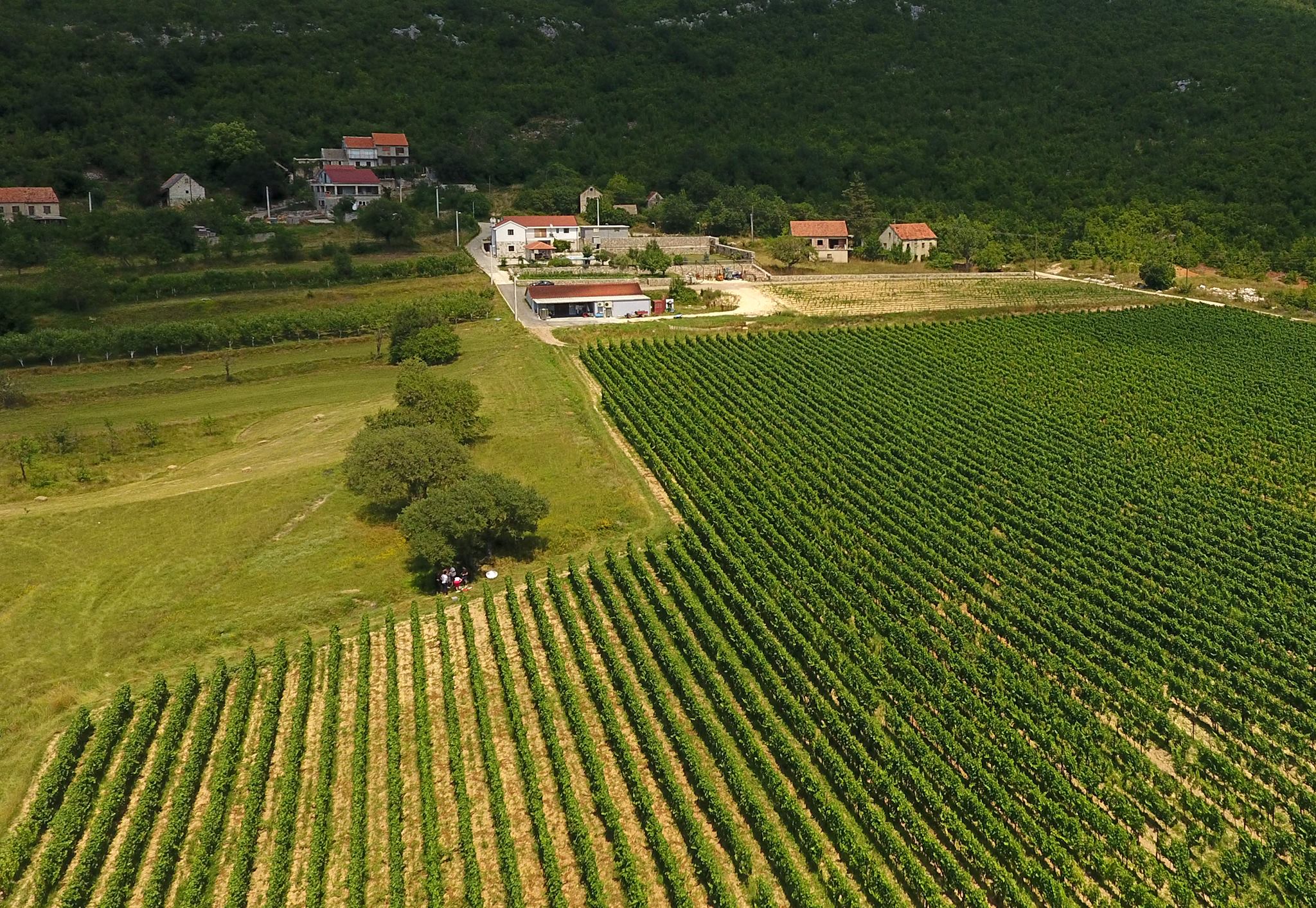 Krolo vinograd - Vinarija Krolo