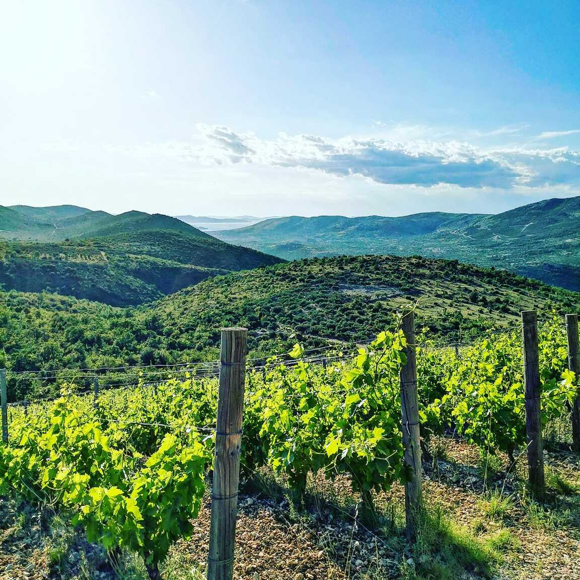 Matošin vineyards