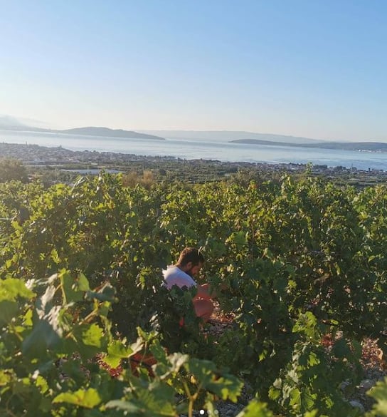 Kastel Sikuli vinograd