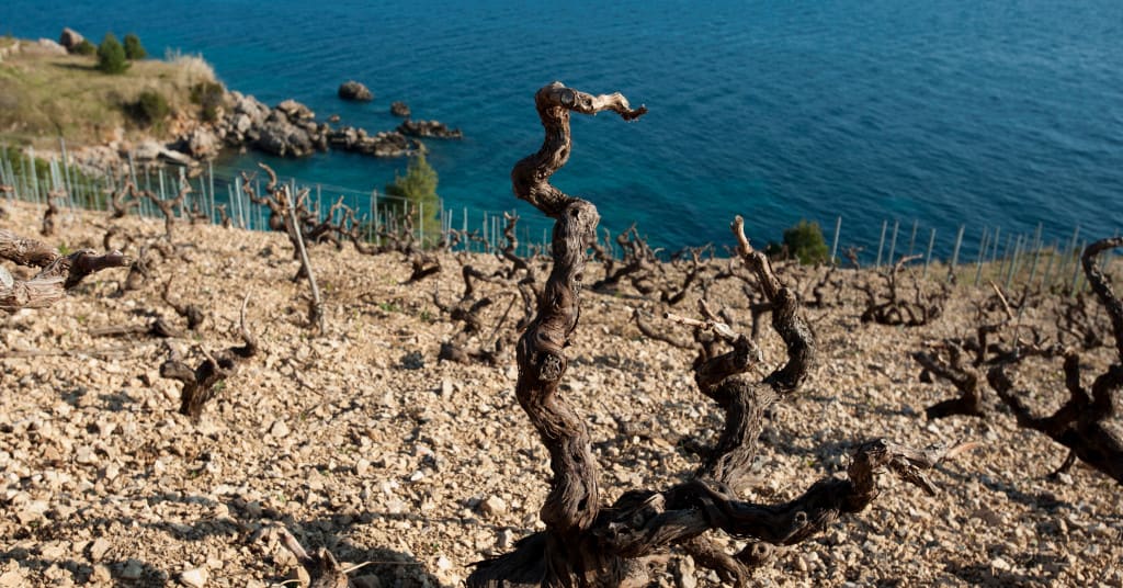 Featured image for Imaju li klimatske promjene utjecaj na proizvodnju vina?