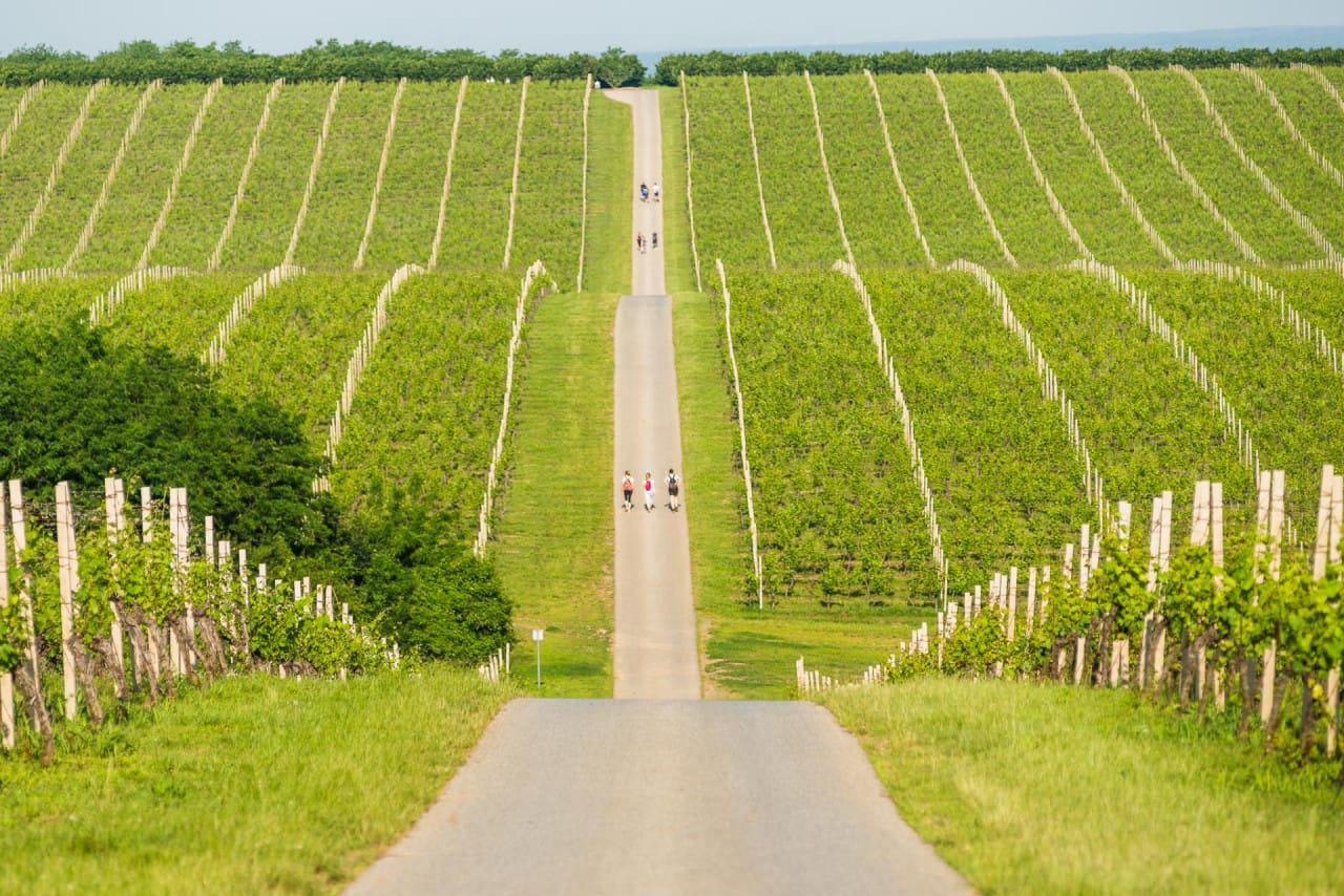 Featured image for Vinski turizam