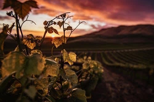 Featured image for 45. sjeverna paralela i vino