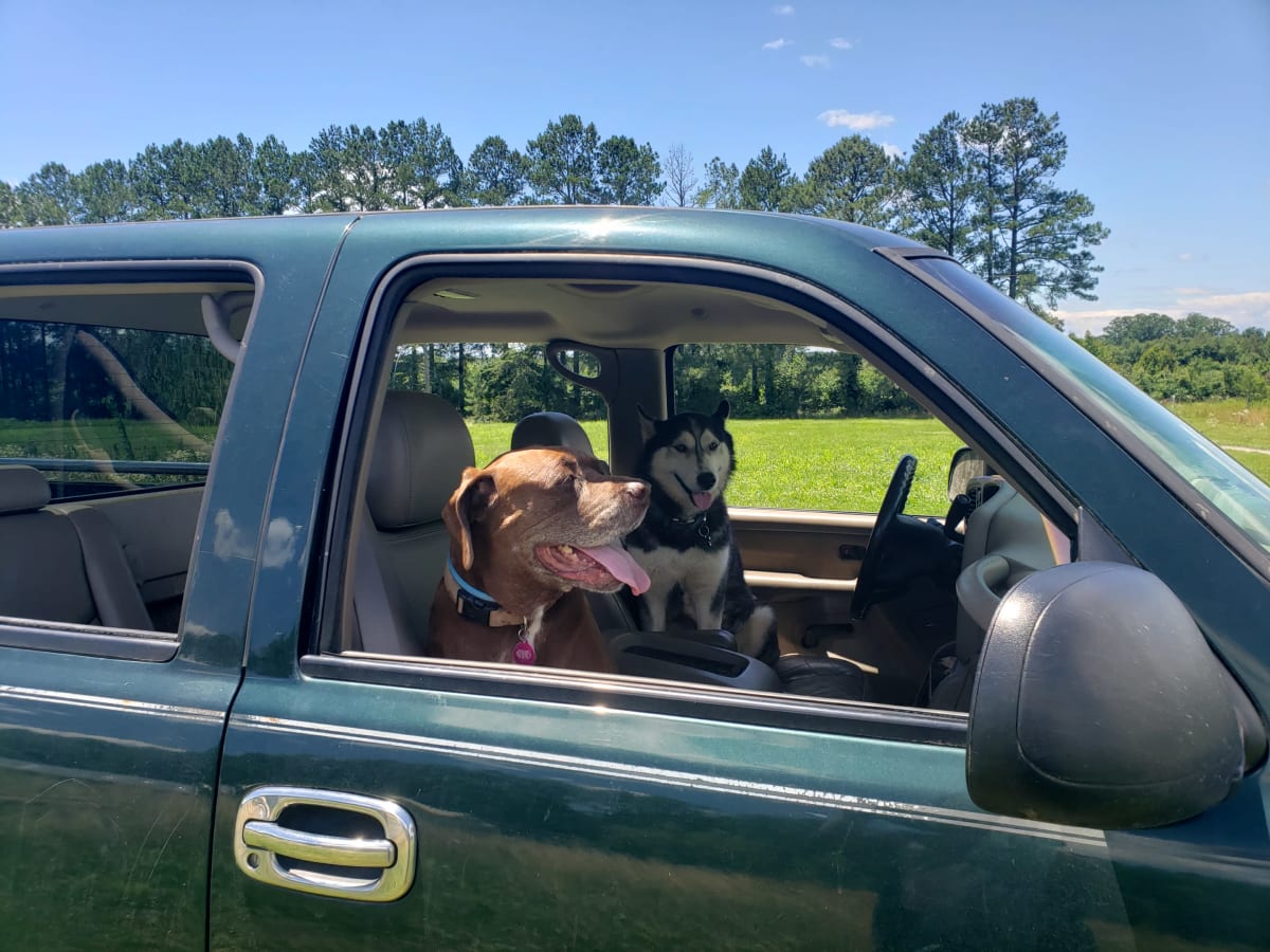 SnarfMooseinTruck.jpg