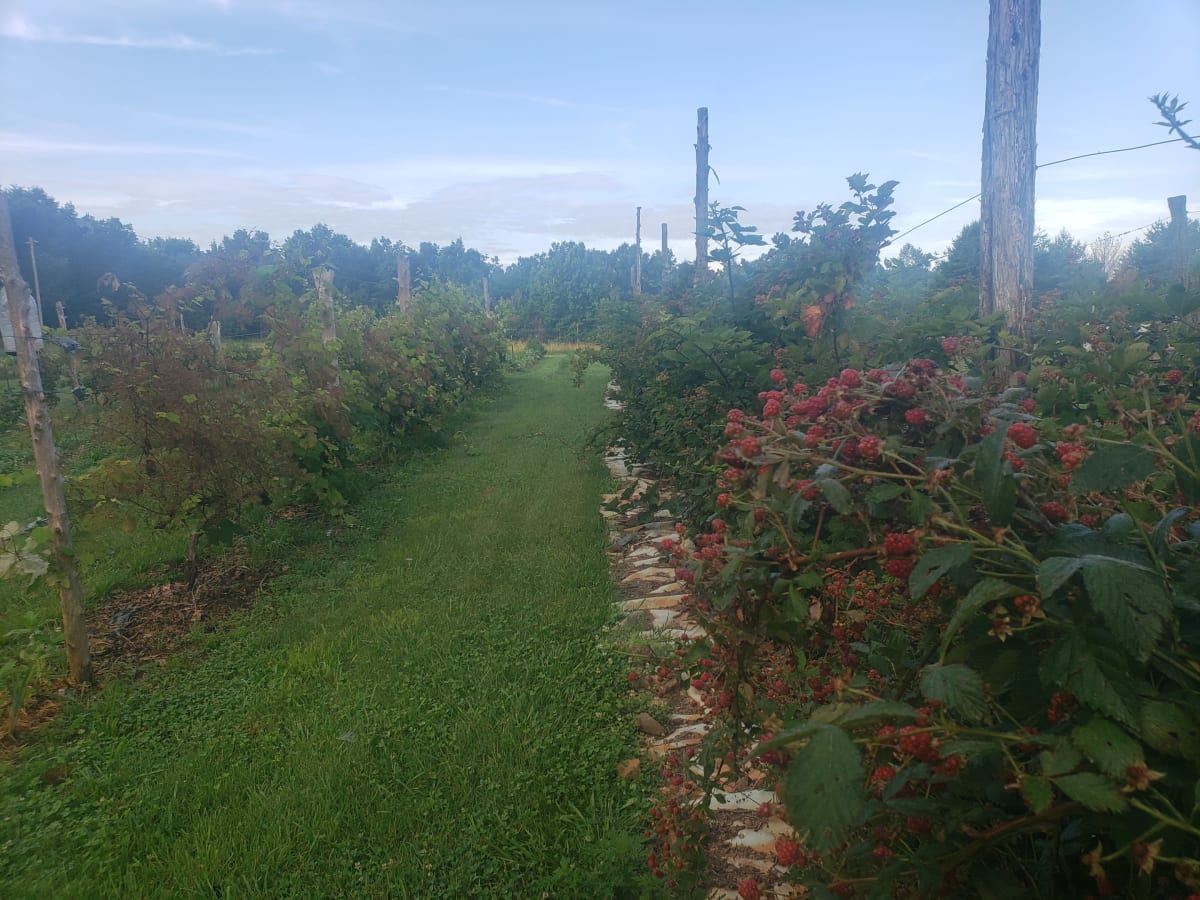 blackberries.jpg