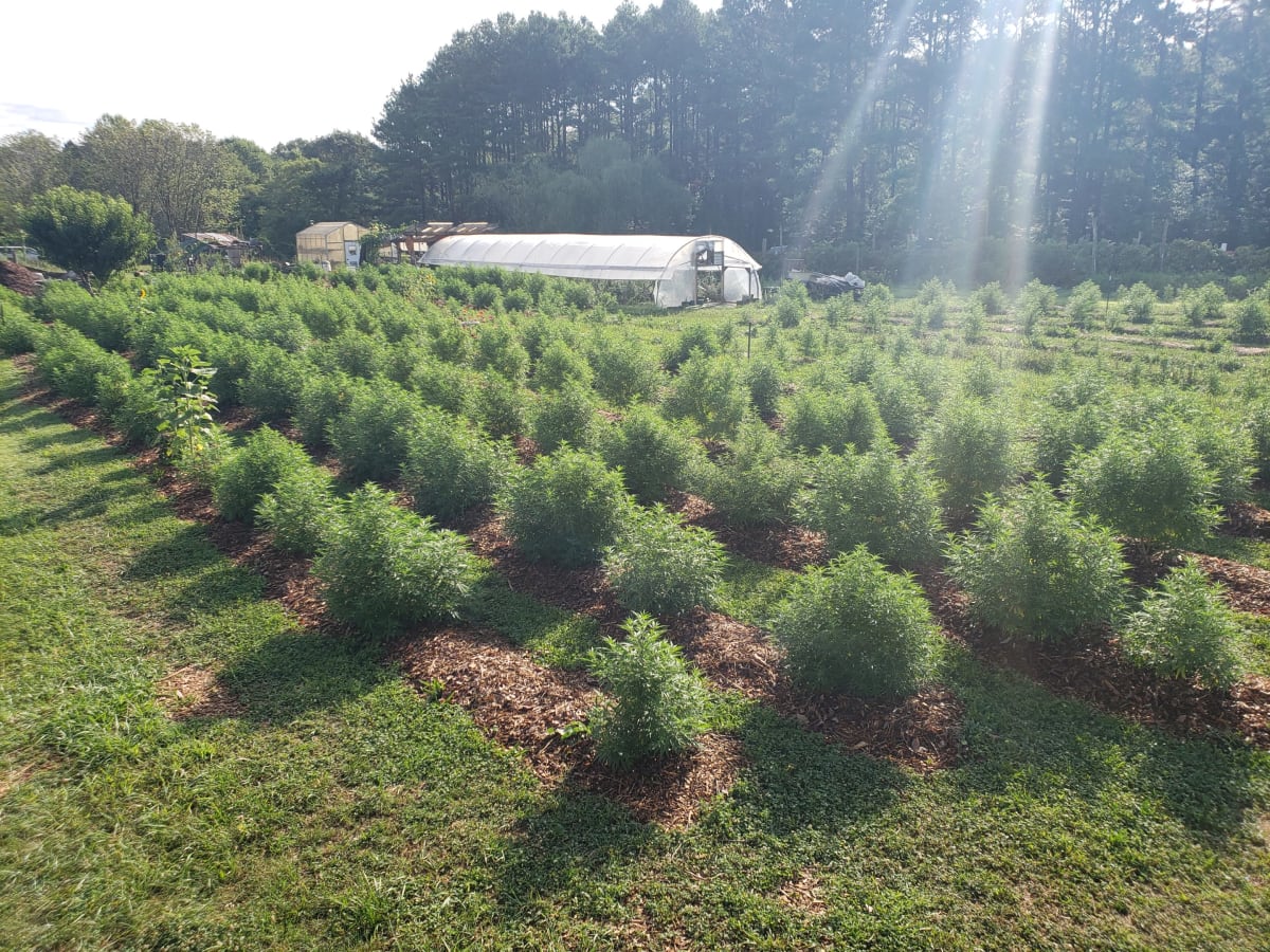 feildofhemp.jpg