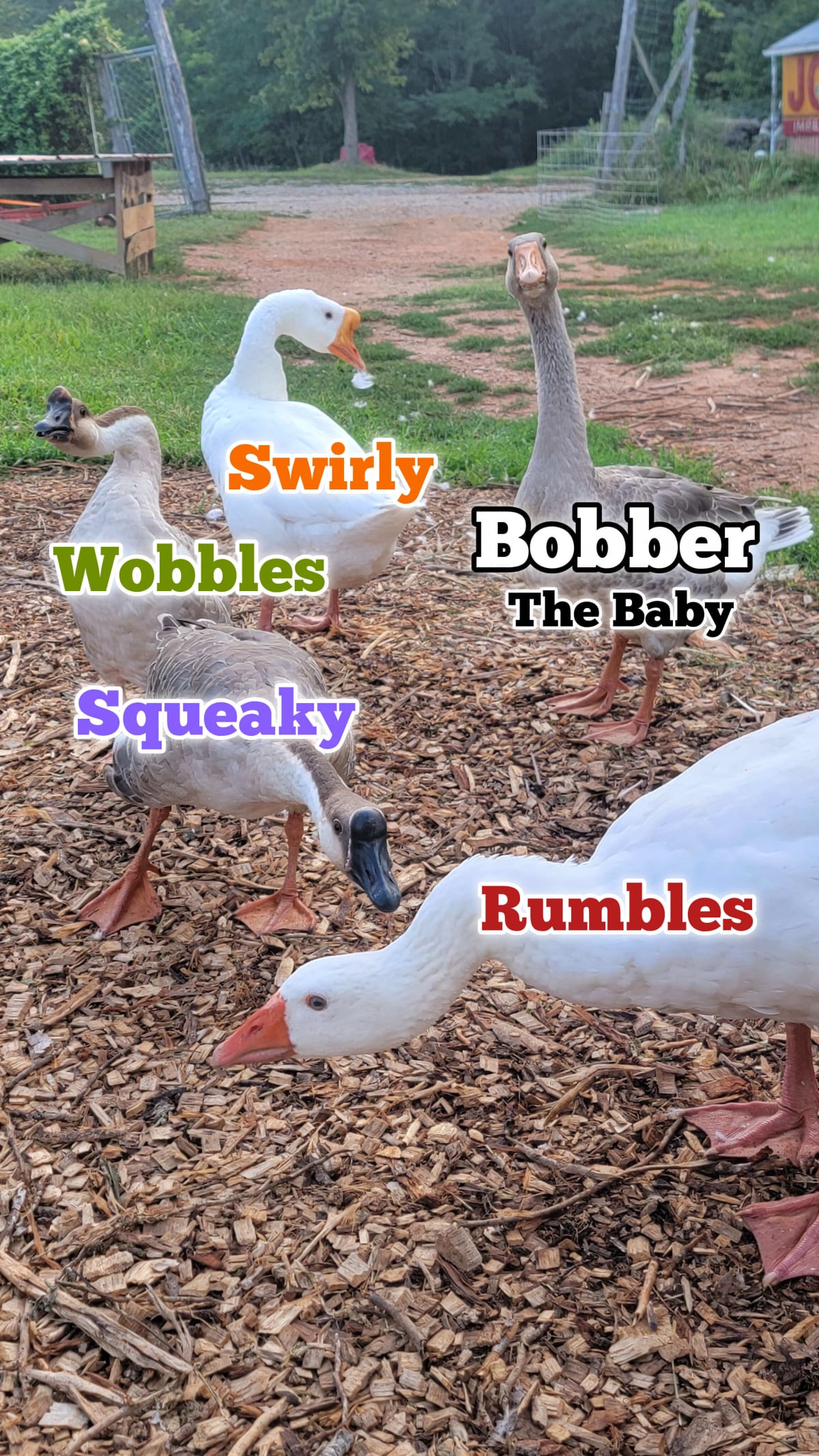 goosesquadintro.jpg