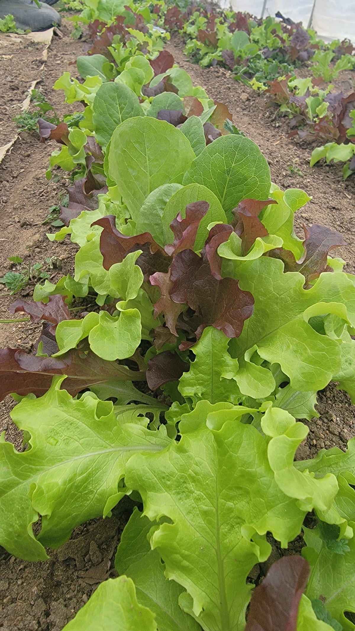 letttucegreenhouse.jpg