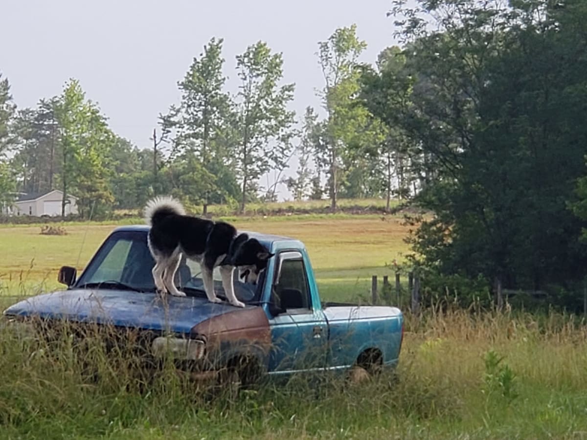 moosesingingfield.jpg