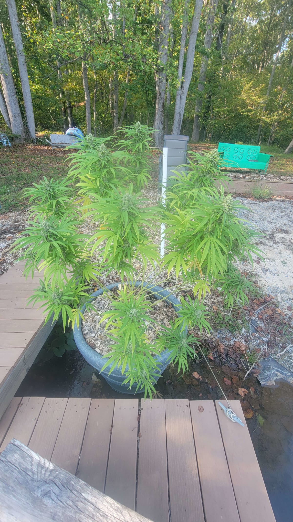 superflourouscollabgarlicgrove-flower.jpg