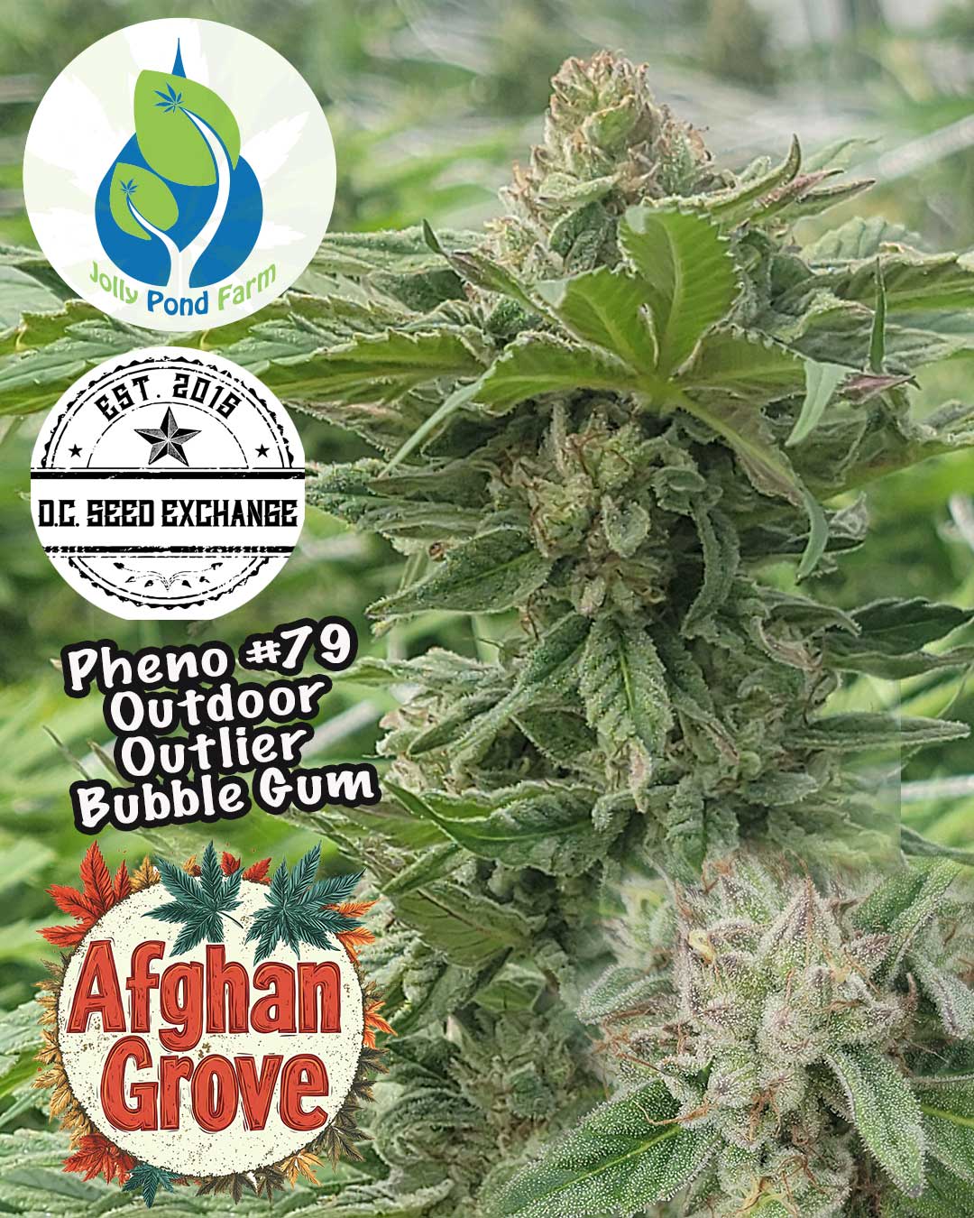 Afghangrove