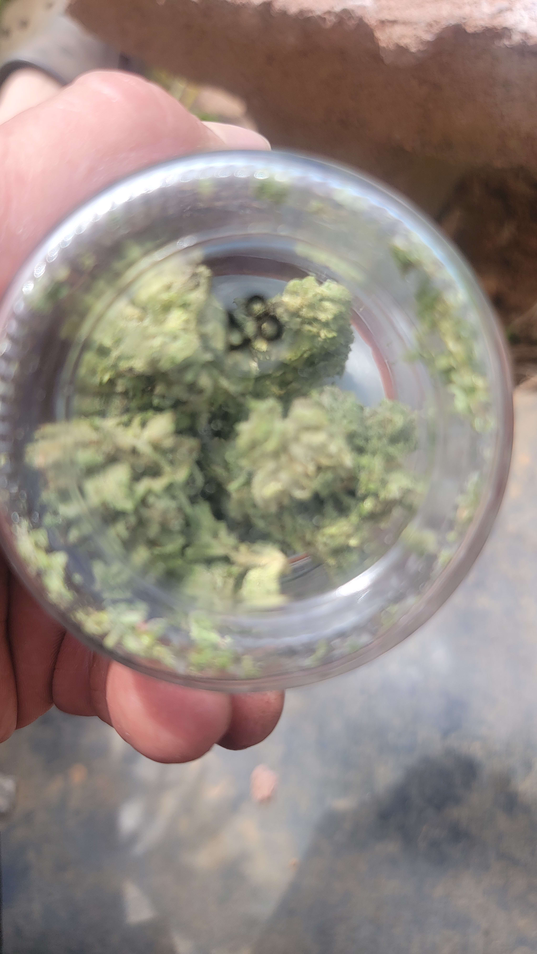 White Afghani S1 photo 1