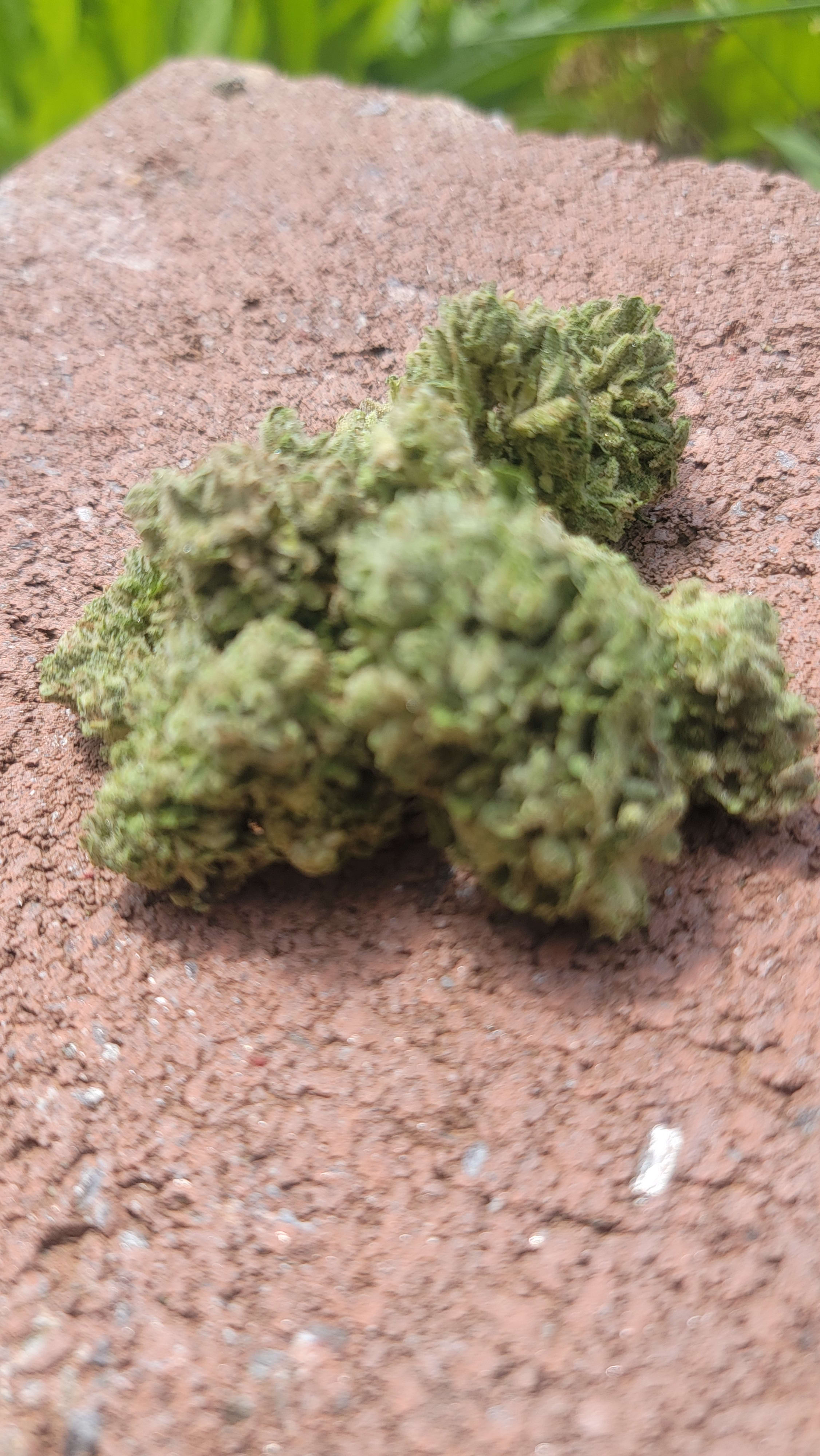 White Afghani S1 photo 2