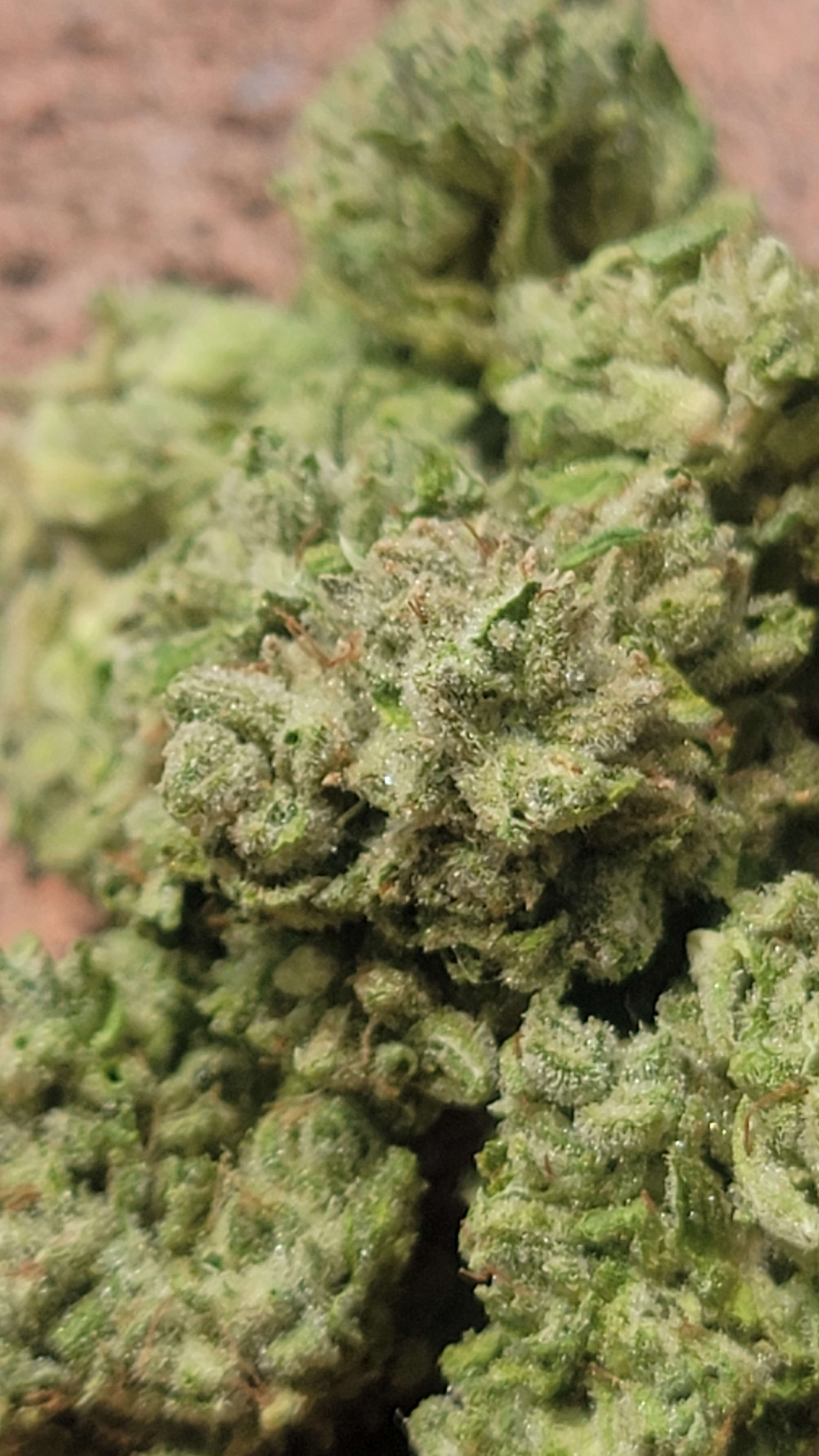 White Afghani S1 photo 5
