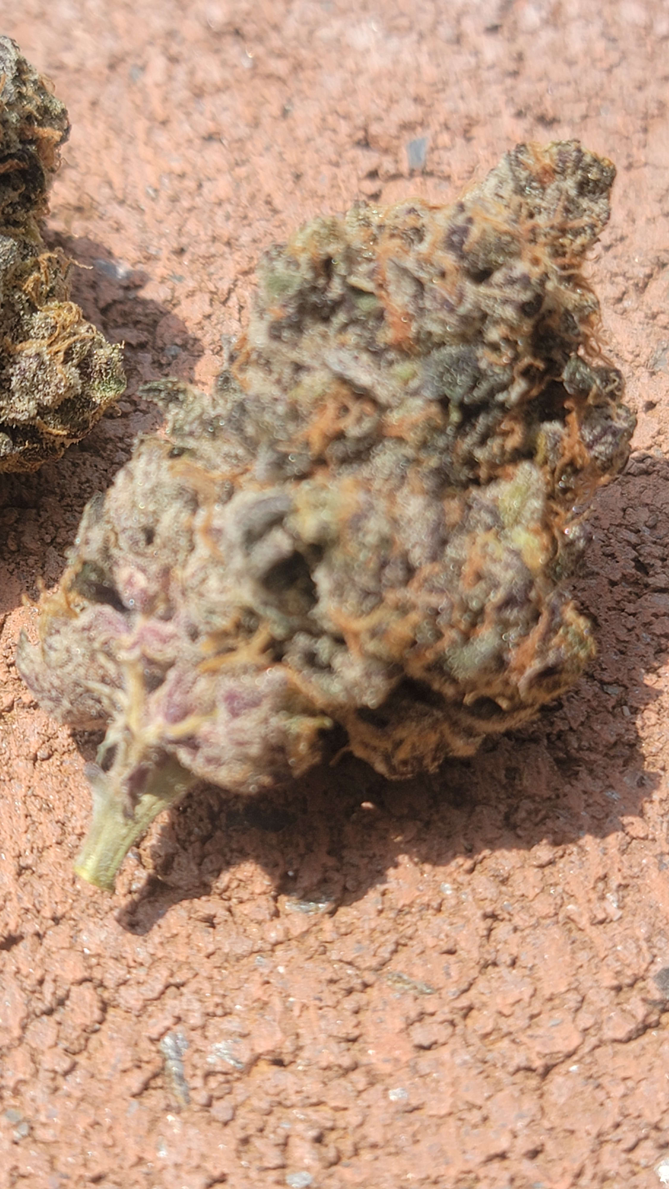 Lemon Slam photo 2