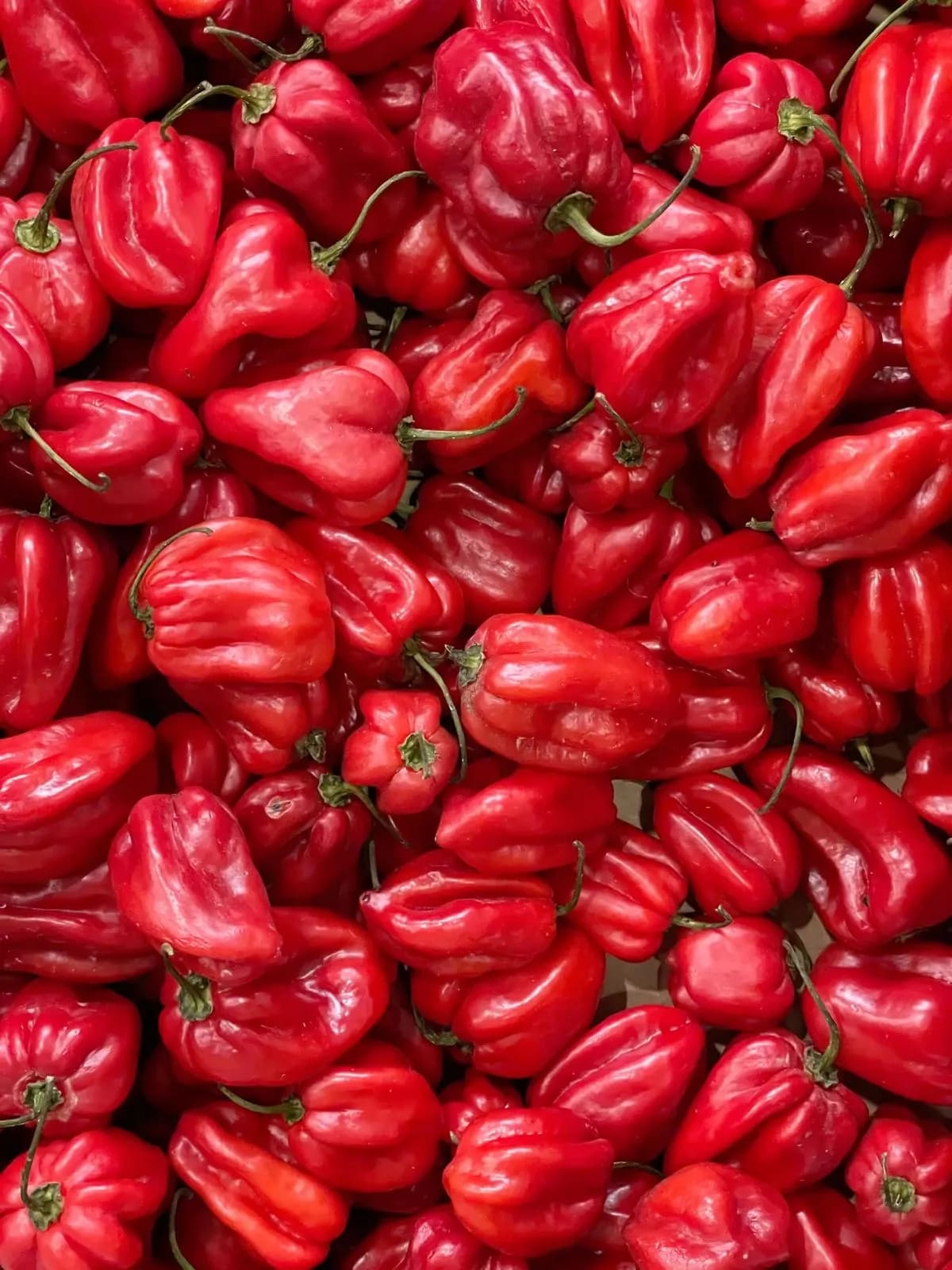 Fresh Pepper - Image 1