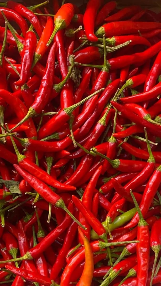 Chili Pepper - Image 1