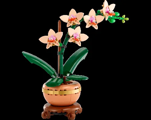 Mini Orchid Image