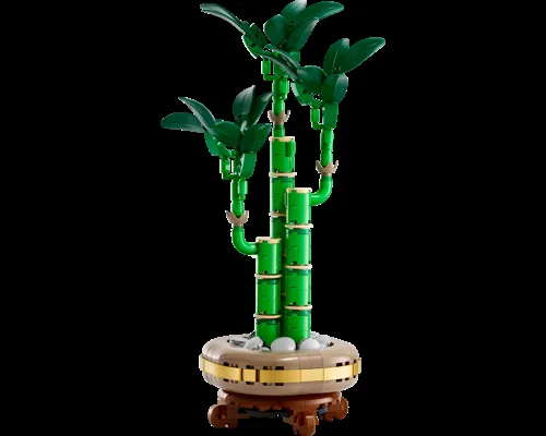 Lucky Bamboo Image