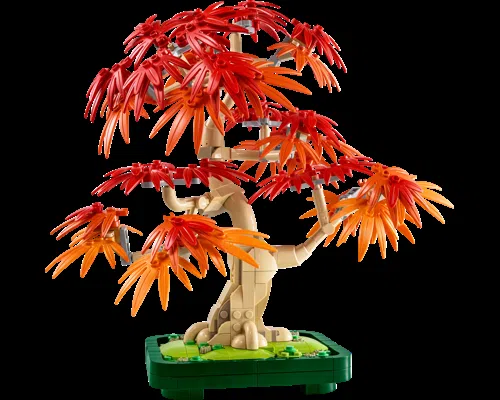 Japanese Maple Tree Image