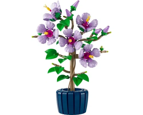 Hibiscus Image