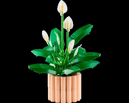 Peace Lily Image