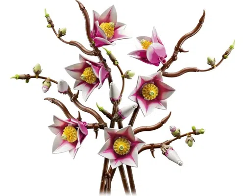 Magnolia Branches Image
