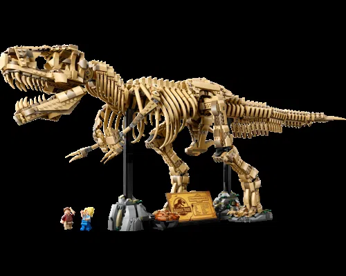 Dinosaur Fossils: Tyrannosaurus rex Dinosaur Fossils: Tyrannosaurus rex Image
