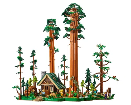 Sequoia Tree Trail Image