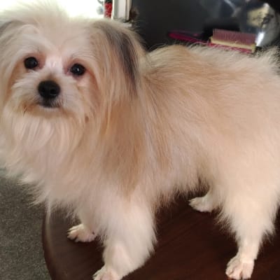 Peanut photo 14
