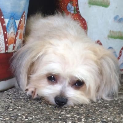 Peanut photo 13