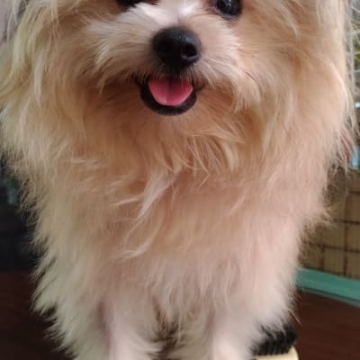 Peanut photo 12