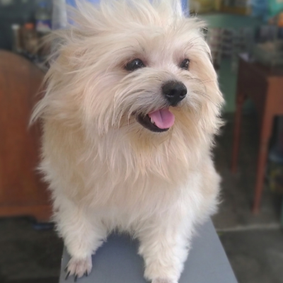 Peanut photo 8