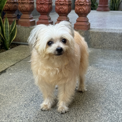 Peanut photo 5