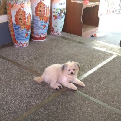 Peanut photo 3