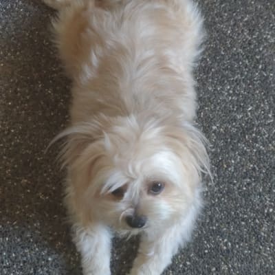 Peanut photo 1