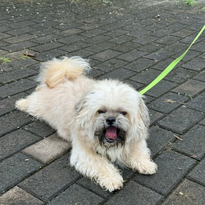 Sam photo 12