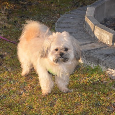 Sam photo 4