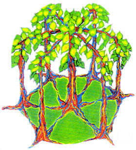 A colorful illustration of a banyan tree. The tree has a center trunk and six trunks surrounding it.  Their canopy of leaves are connected.