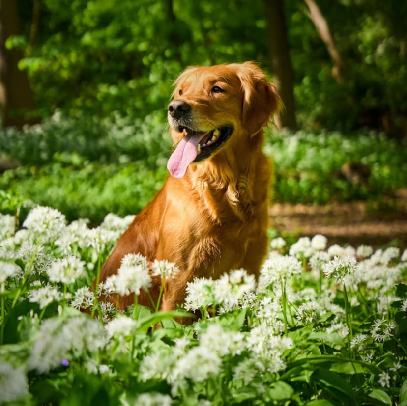 2025 - Inträde på den växande marknaden för Animal Health Specials