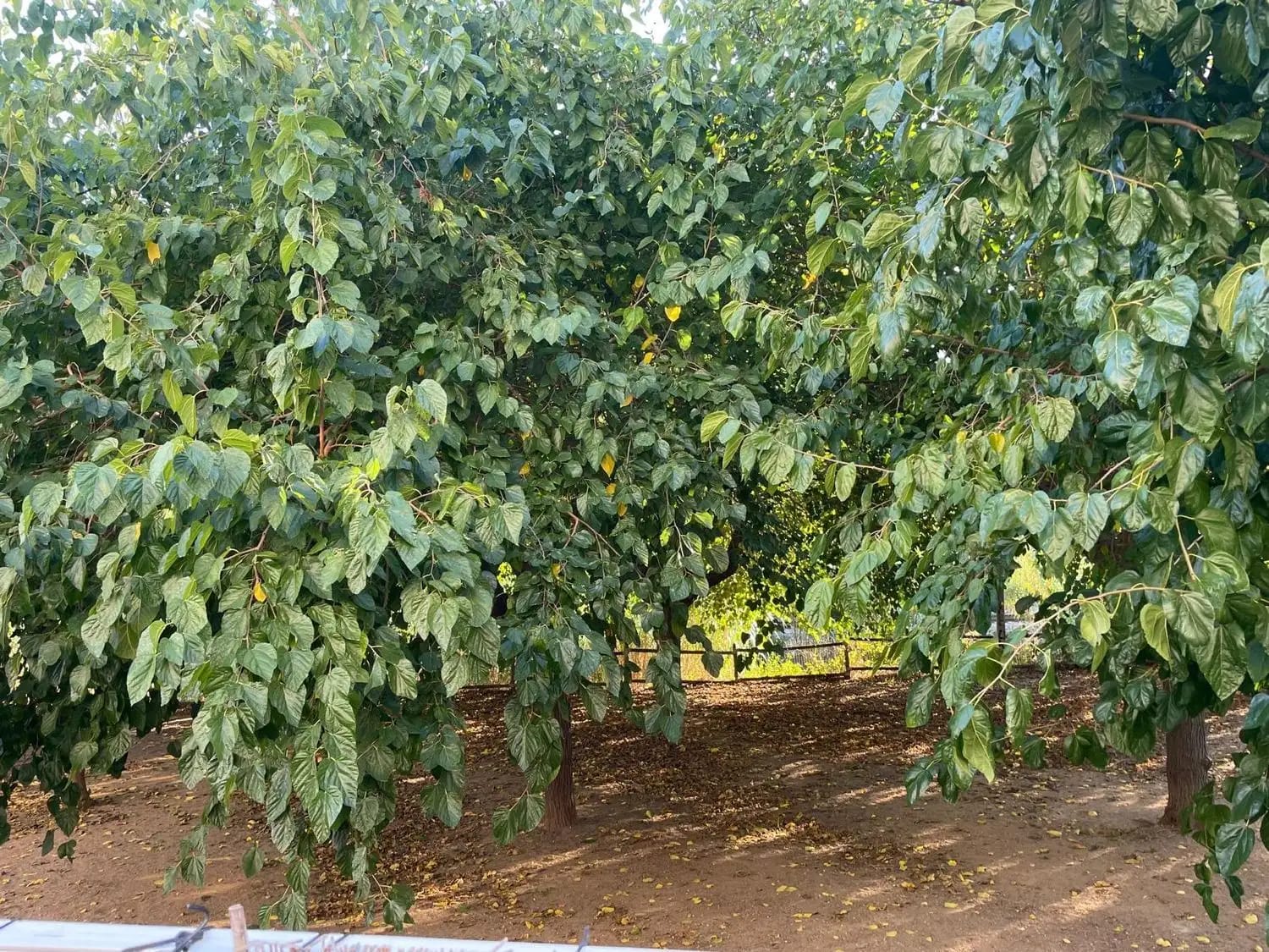 Piso en venta en Tordera