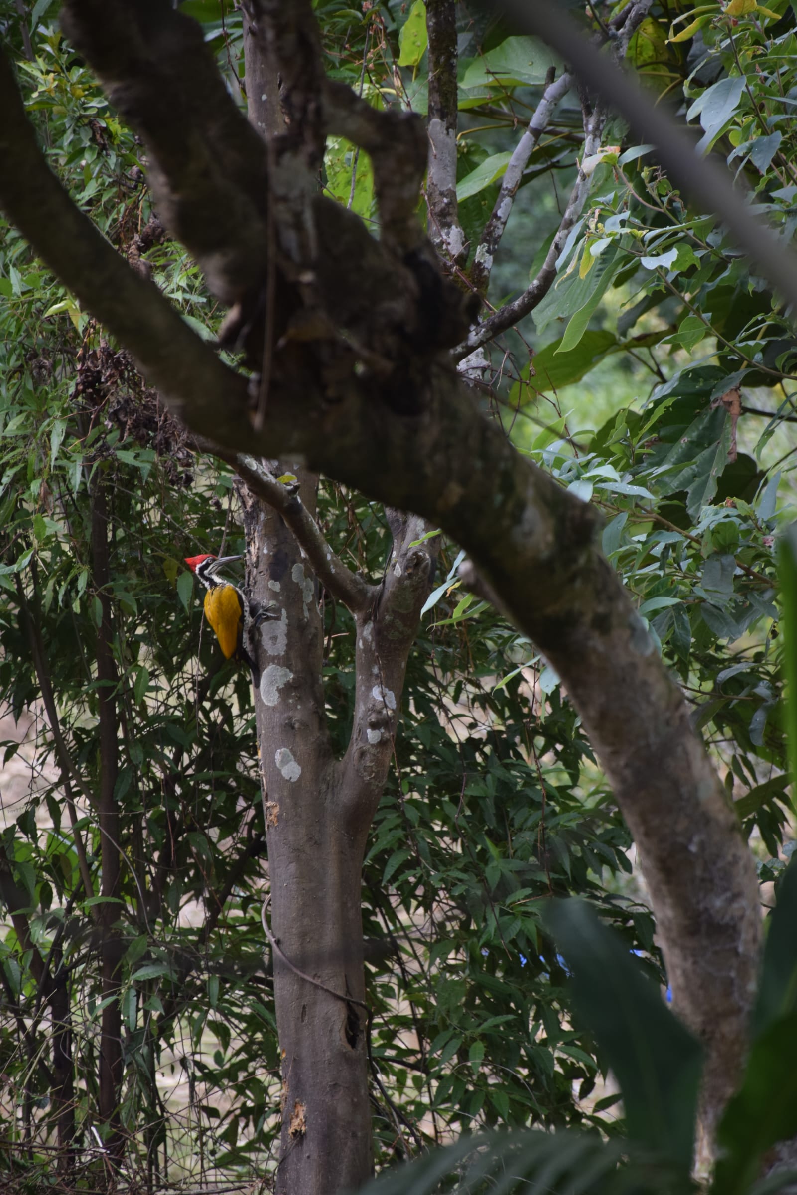 Life at Daarapari