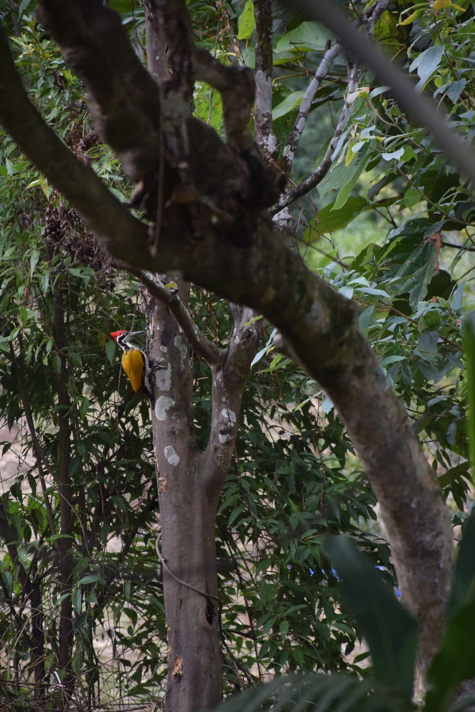 Life at Daarapari
