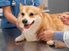 ТОП-7 мифов о вакцинации животных, в которые пора перестать верить